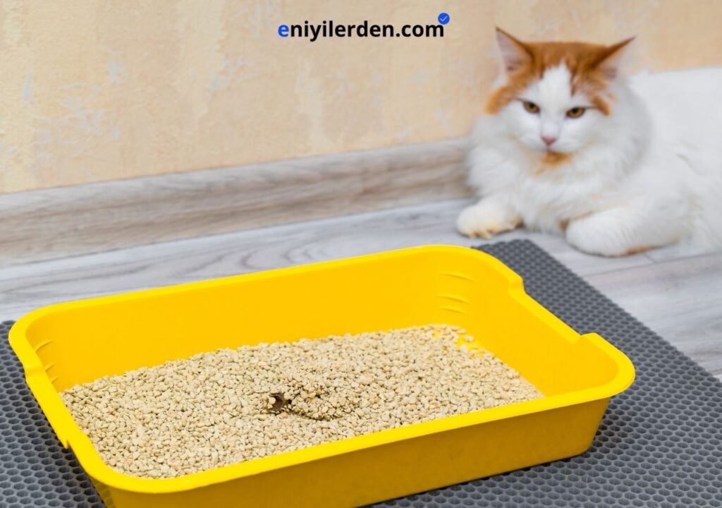 Kedi Kumu Kokusunu Gidermenin En İyi 6 Yolu