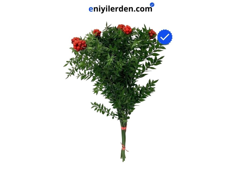 Yeşilimarket Yılbaşı Kokina Çiçeği