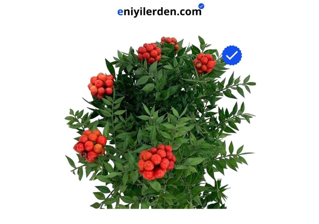 Yeşilimarket Canlı Kokina