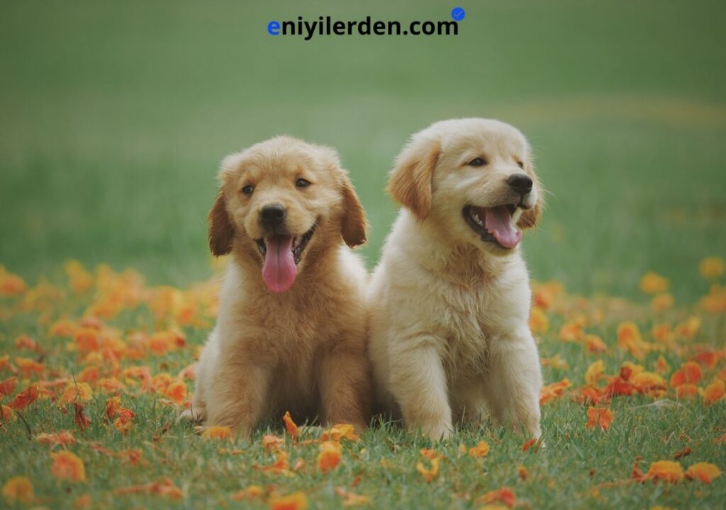 Köpek Maması Nasıl Seçilir? Türleri ve Seçim Rehberi