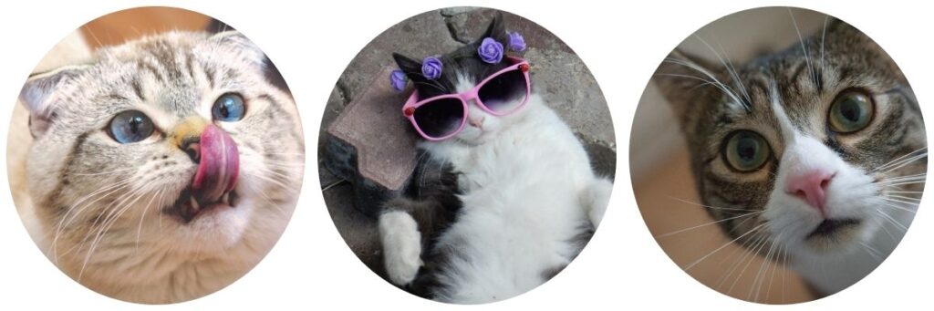 En İyi Kedi Maması