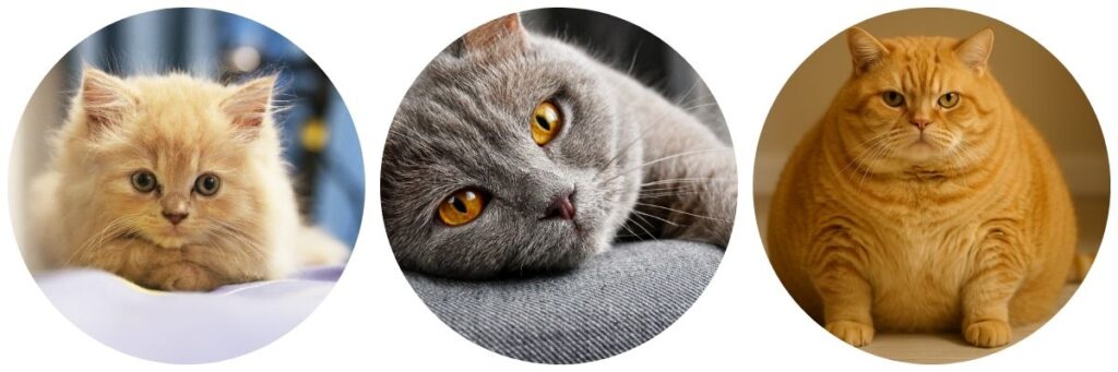 En İyi Kedi Maması