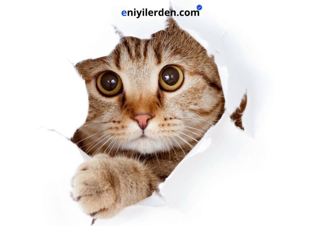 En İyi Kedi Maması